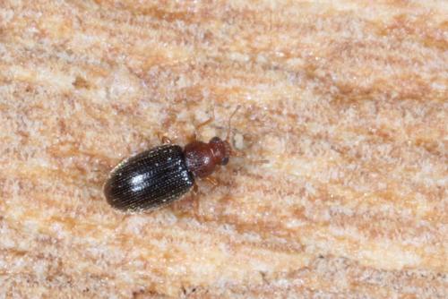 Melanophthalma fuscipennis